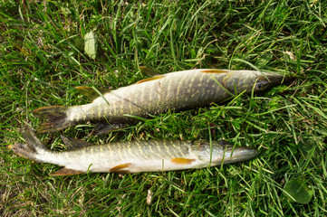 Caught two pikes on green grass