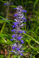 Bugleherb or bugleweed, Ajuga reptans, blossom with bokeh background, close-up, selective focus, shallow DOF