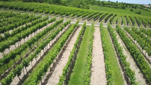 Aerial of a green vineyard in Germany