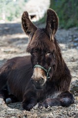 Fototapeta premium Donkey portrait on the farm