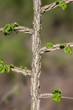 European Field Elm, bark, rind