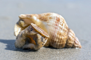 Lebende Wellhornschnecke