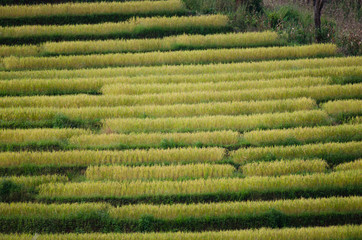 Pa Pong Piang Rice terraces, Mae Cham, Chiang Mai, Thailand.
