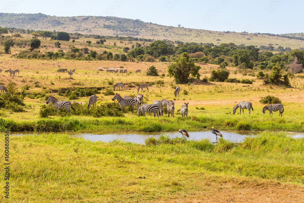 Poster Waterhole on the savanna with zebras and cranes