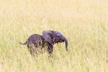 Elephant calf standing in the grass of the savanna