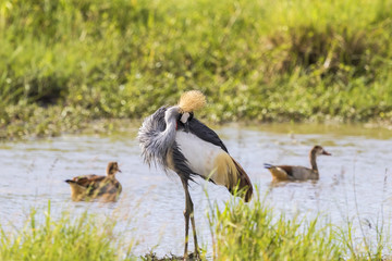 Grey Crowned Crane preening himself on the beach