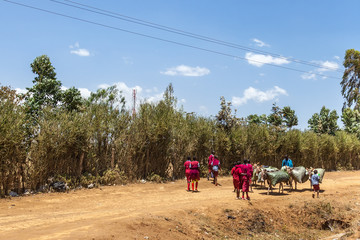 Schoolchildren at the Donkeys with packing