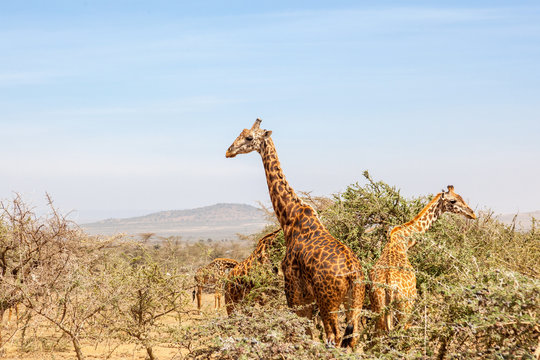 Flock of Giraffes in the savanna landscape with trees
