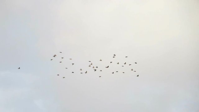 flying flocks of Pigeons