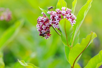 Pollination of beautiful flowers by bees