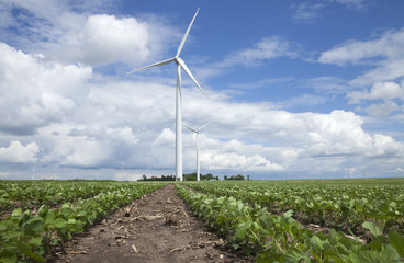 Wind turbines in soybean field on sunny day with clouds and blue sky