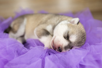 Cute Siberian Husky Dog Puppy Sleeping