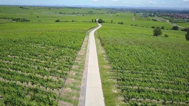 Aerial of a green vineyard in Germany with a road in between 