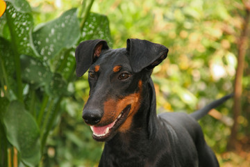 Portrait of a Manchester Terrier dog