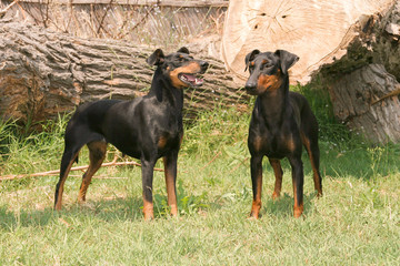 Portrait of a Manchester Terrier dog