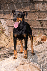 Portrait of a Manchester Terrier dog