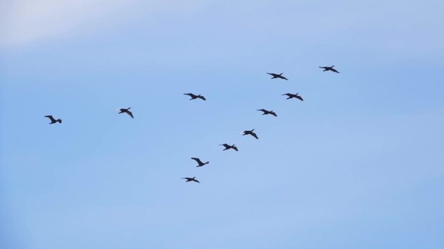 Follow leaders: Flock of  geese flying in an imperfect V formation. Slow motion.  Birds Geese flying in formation, Blue sky background. Migrating Greater birds flying in Formation
