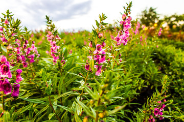 Obraz premium Garden flower natural