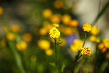 Fototapeta premium Bright flowers amid the green of summer