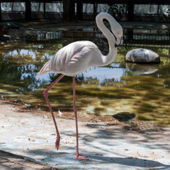 Big and beautiful bird Rose flamingo in a zoo