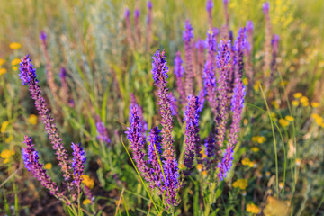 Obraz premium Lavender in colorful summer fields on a sunny day