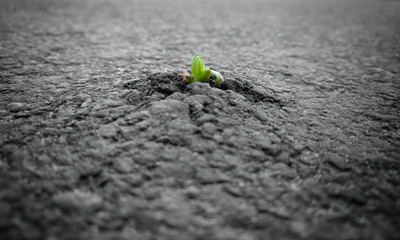 Life always finds a way