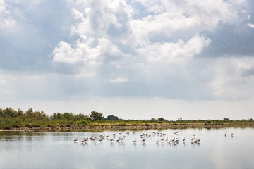 Landschaft in der Camargue, S&uuml;dfrankreich