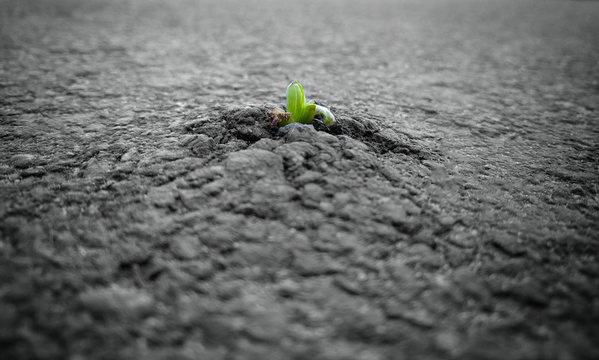 Life always finds a way