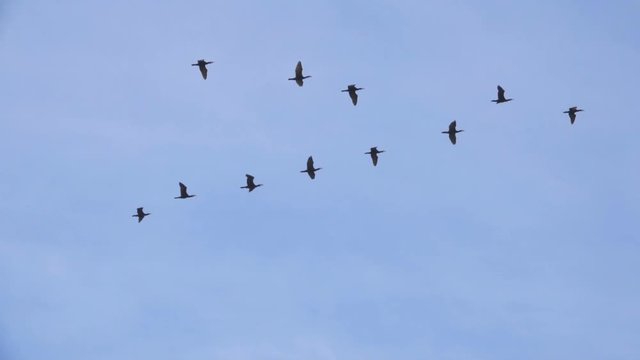 Follow leaders: Flock of  geese flying in an imperfect V formation. Slow motion.  Birds Geese flying in formation, Blue sky background. Migrating Greater birds flying in Formation