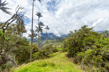 Wax palms along a ridgeline in the mountains outside of Salento, Colombia.