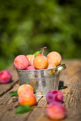 Fresh plums
