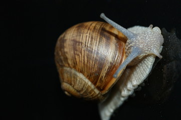 Weinbergschnecke