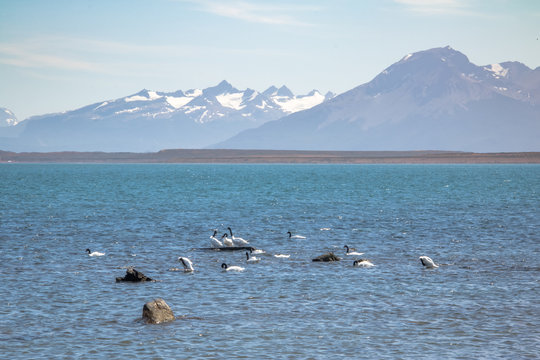 Black-necked Swan (Cygnus melancoryphus) in Almirante Montt Gulf in Patagonia - Puerto Natales, Magallanes Region, Chile