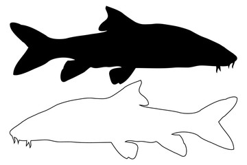 Vector silhouette of Barbel fish, (Barbus barbus),
