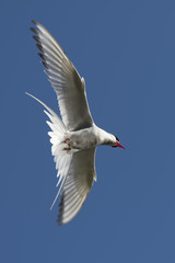 Arctic Tern Flying