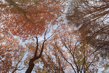 Trees looking up