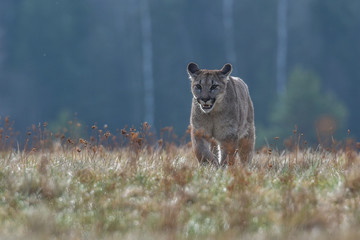 Cougar (Puma concolor) 