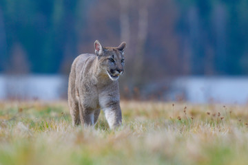 Cougar (Puma concolor) 