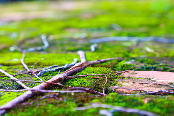 Closeup Background Dry leaf on Mos And roots