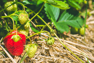 Fresh growing strawberries begining to ripe close up