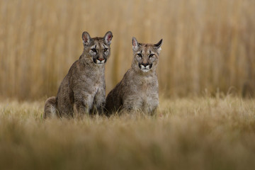 Cougar (Puma concolor) 