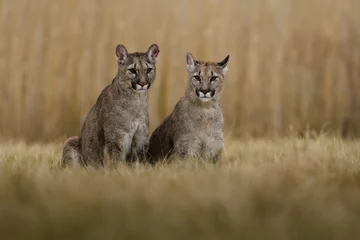 Rolgordijnen Cougar (Puma concolor)  © vaclav
