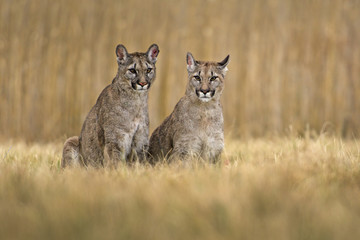 Cougar (Puma concolor) 