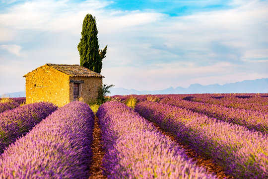 Provence, Valensole Plateau, France, Europe. Lonely farmhouse and cypress tree in a Lavender field in bloom, sunrise with sunburst.