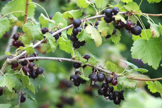 Jostaberry (blackcurrant) bush branch for backgrounds in german garden. Shallow focus background.
