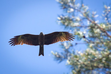 Black kite, spread wings flying in the blue sky above the pine trees top branches