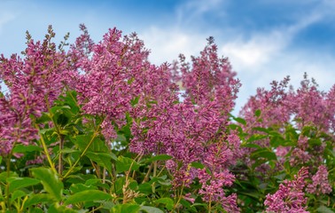 Obraz premium Blooming pink lilac flowers against the blue sky