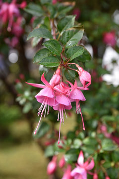 Fuschia rose au printemps au jardin
