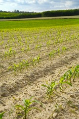 Agricultural field with plants