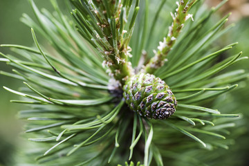 Young pine tree, close-up.